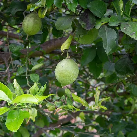 Dafne Villaggio Azzurro
