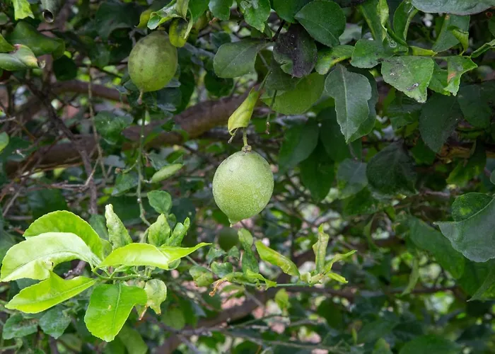 Dafne Villaggio Azzurro